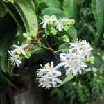 Heptacodium miconioides, un chinois peu connu qui se fait un nom !