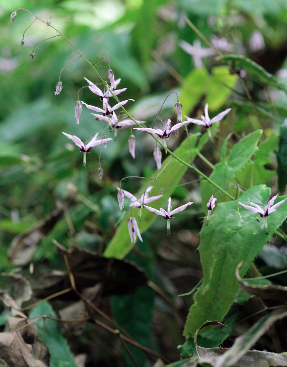 Les Elfes se préparent à fêter Pâques