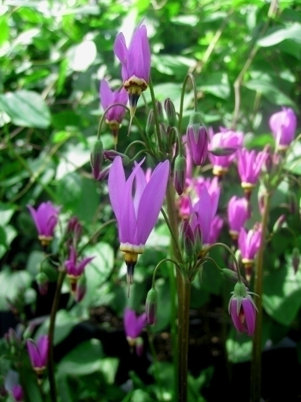 En fleur cette semaine, le Dodecatheon meadia Queen Victoria