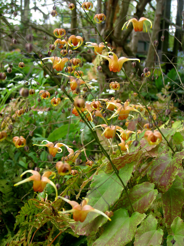 En fleur cette semaine : l'Epimedium Amber Queen