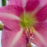 Comment faire refleurir un bulbe d'amaryllis facilement ?