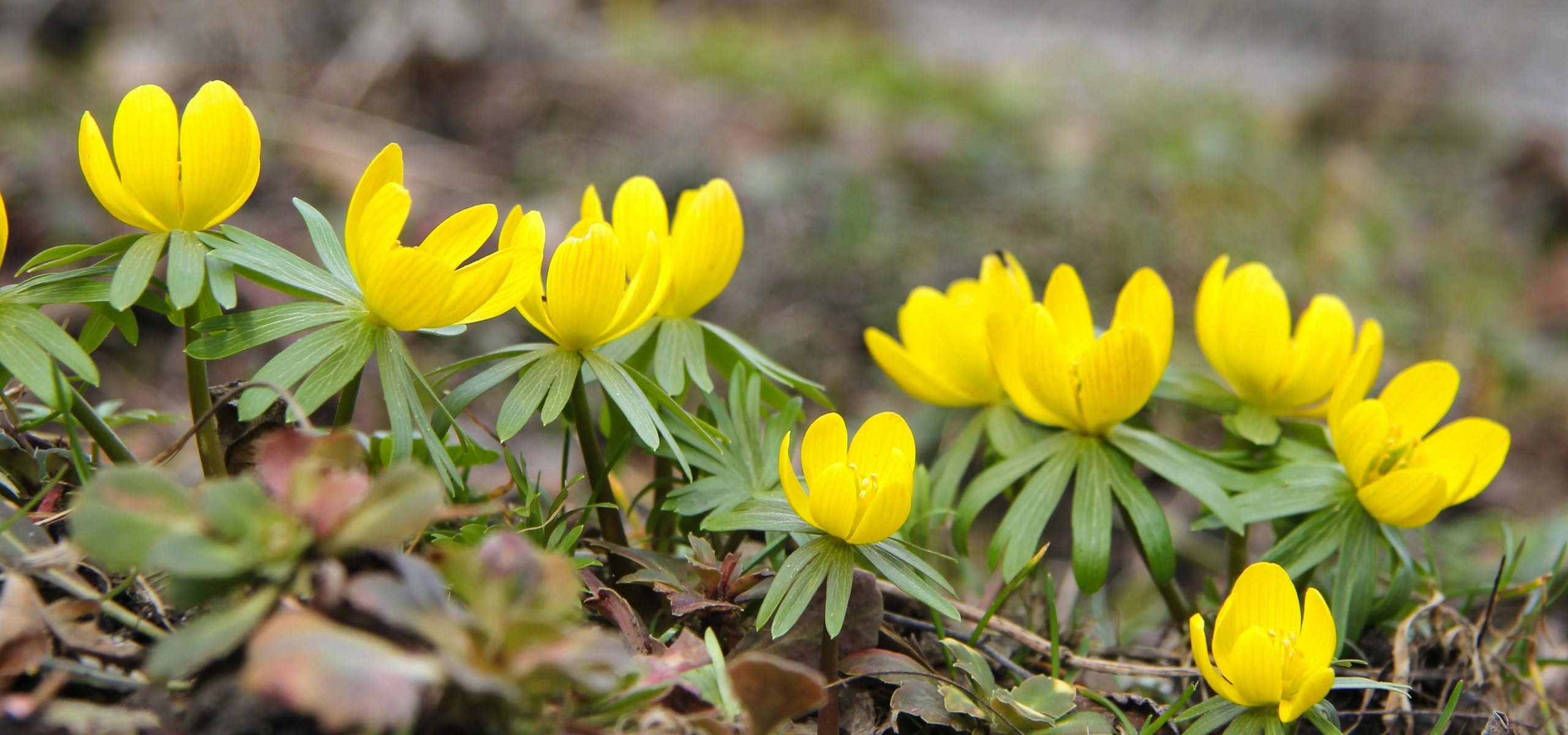 Comment planter les bulbes de printemps ?
