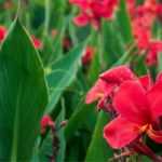 Comment planter les bulbes d'été ?