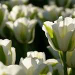 Que faire des tulipes après floraison pour prolonger leur vie ?