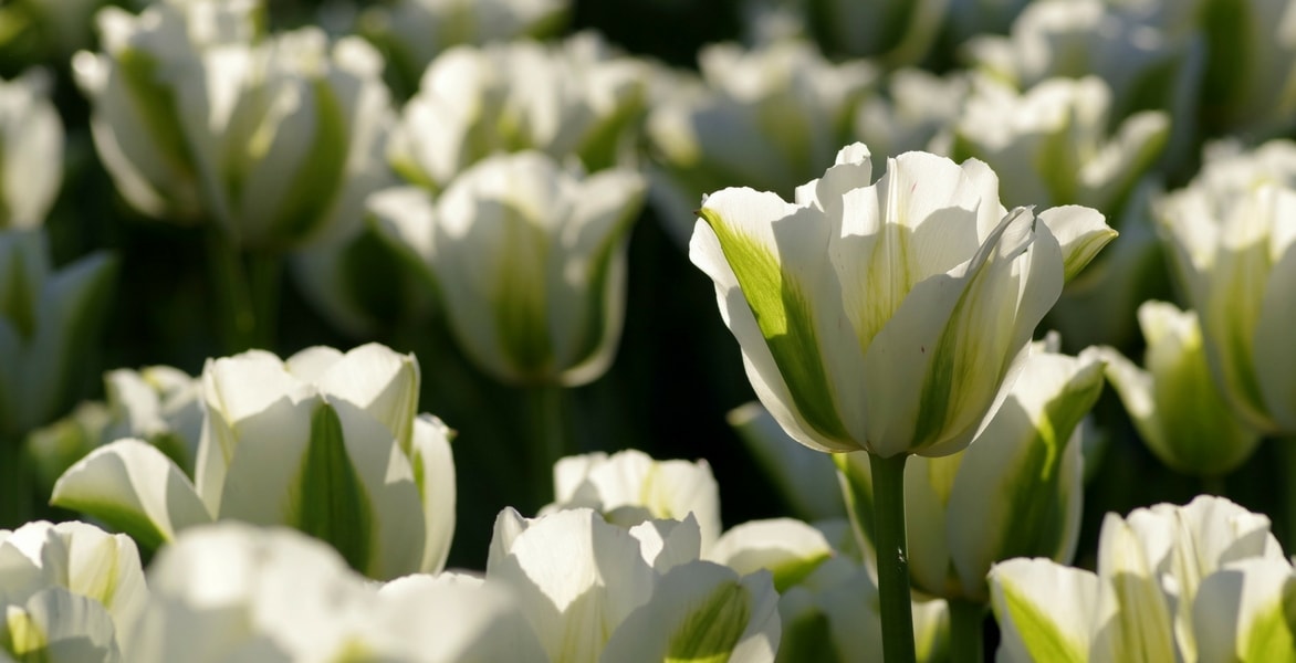 Que faire des tulipes après floraison pour prolonger leur vie ?