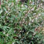 Le Sarcococca hookeriana, un arbuste bien discret.