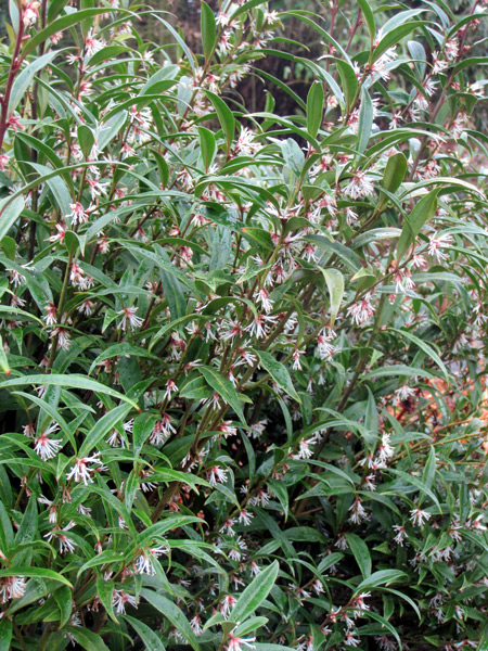 Le Sarcococca hookeriana, un arbuste bien discret.