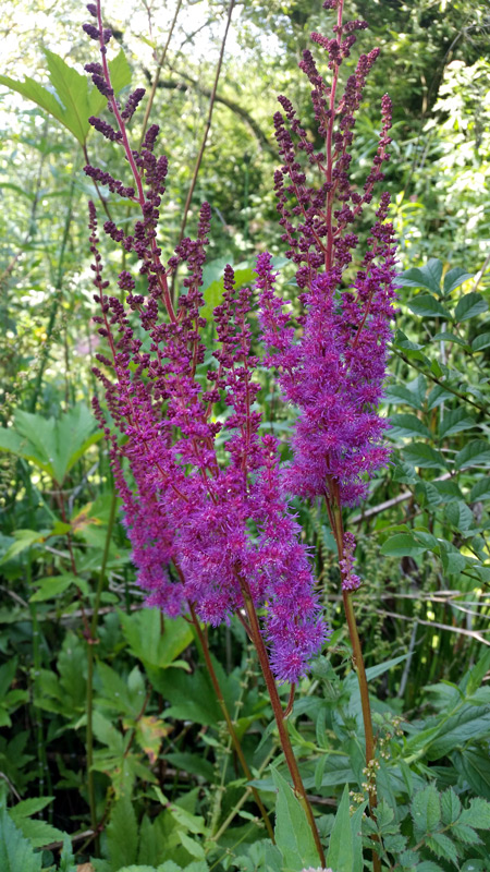 Le trio gagnant de l'été