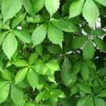 Les différentes vignes vierges ou vignes d'ornement