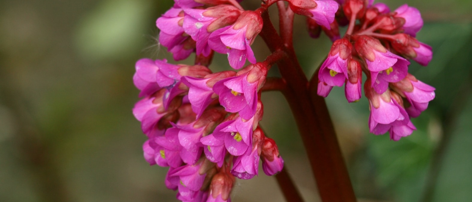 Vivaces a floraison de debut de printemps - Bergenia