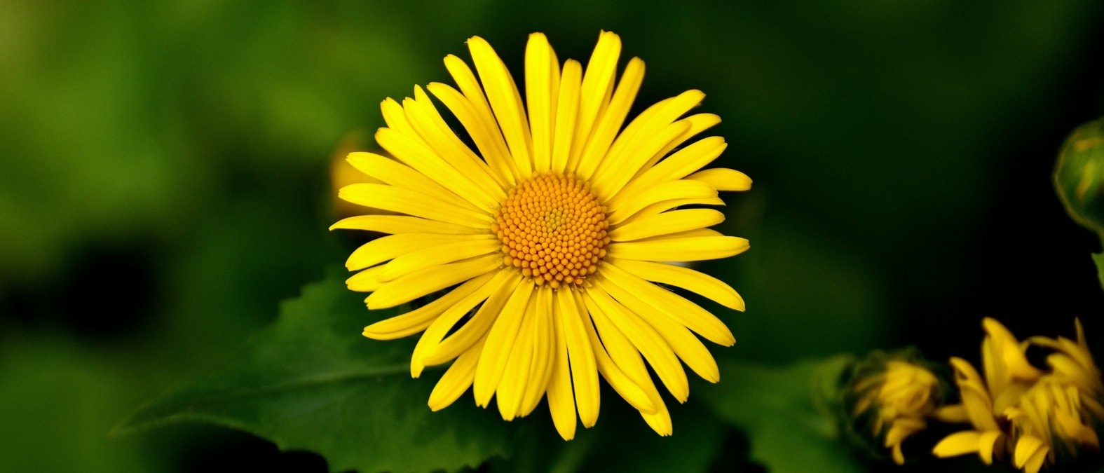 Vivaces a floraison de debut de printemps - Doronic du Caucase