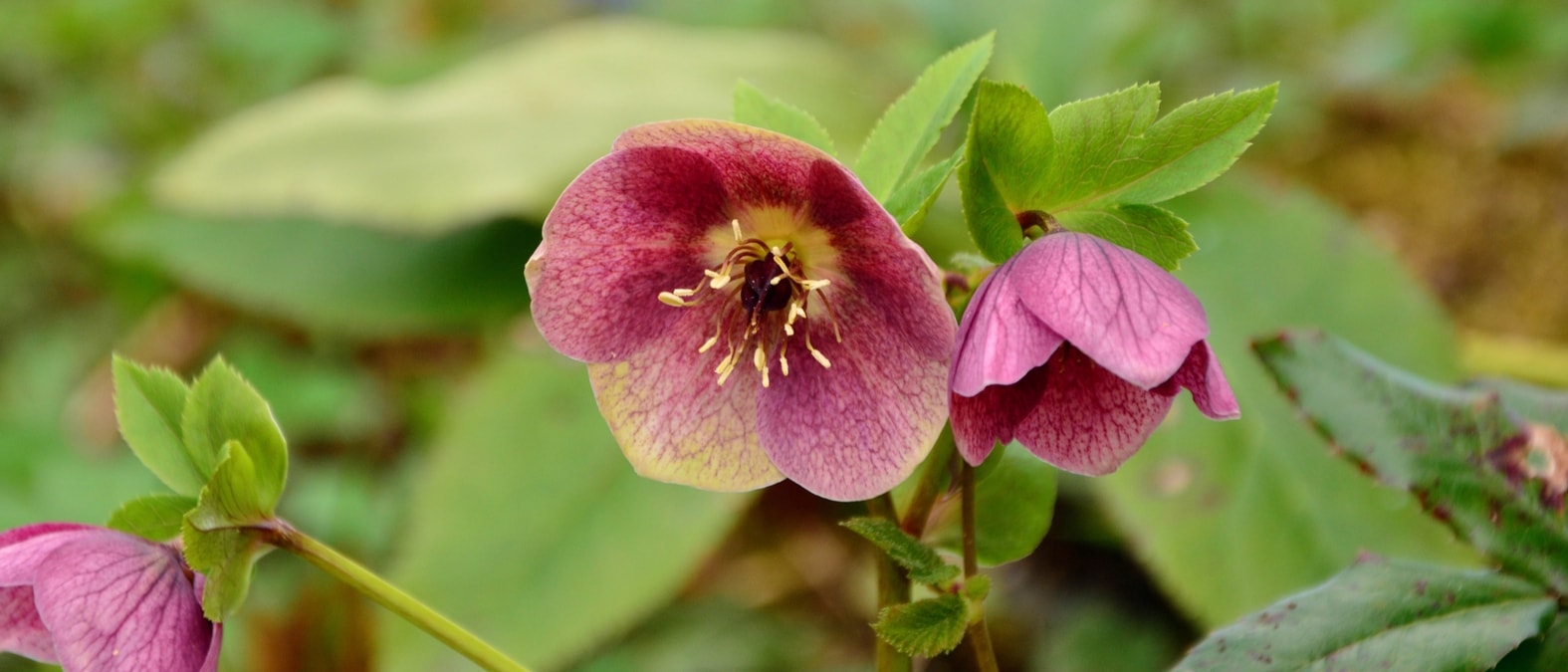 Hellebore orientale, Rose de Careme