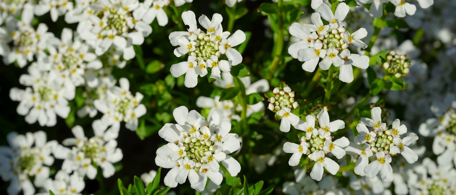 Vivaces a floraison de debut de printemps - Thlaspi