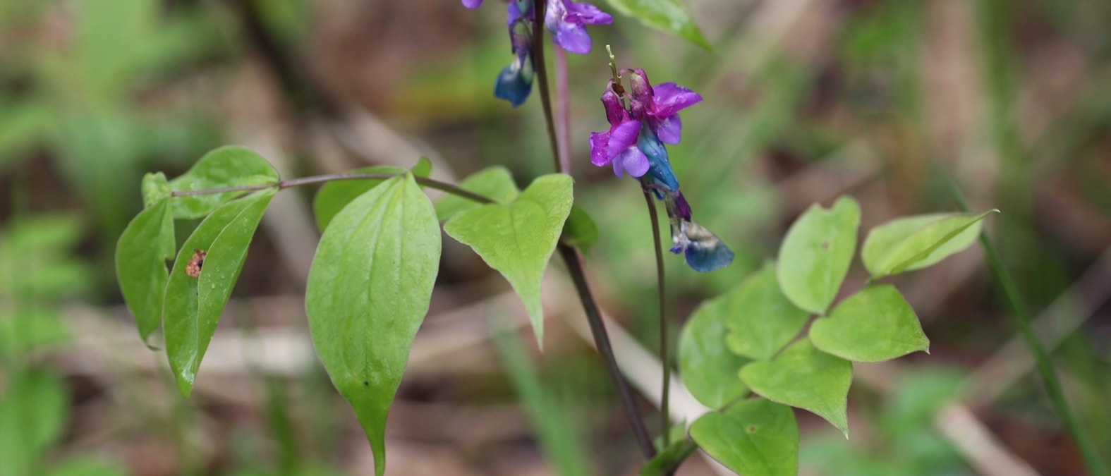 Vivaces a floraison de debut de printemps - Gesse, Lathyrus vernus