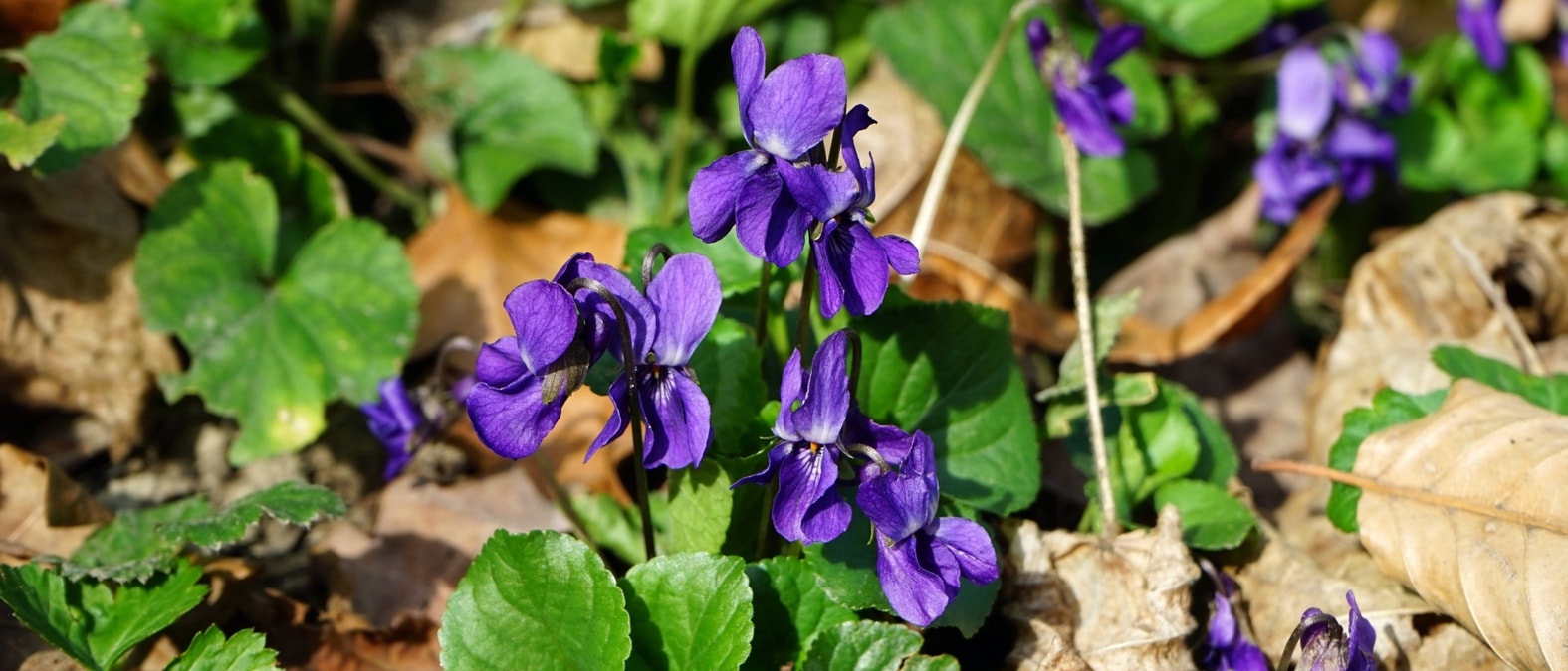 Vivaces a floraison de debut de printemps - Violette odorante