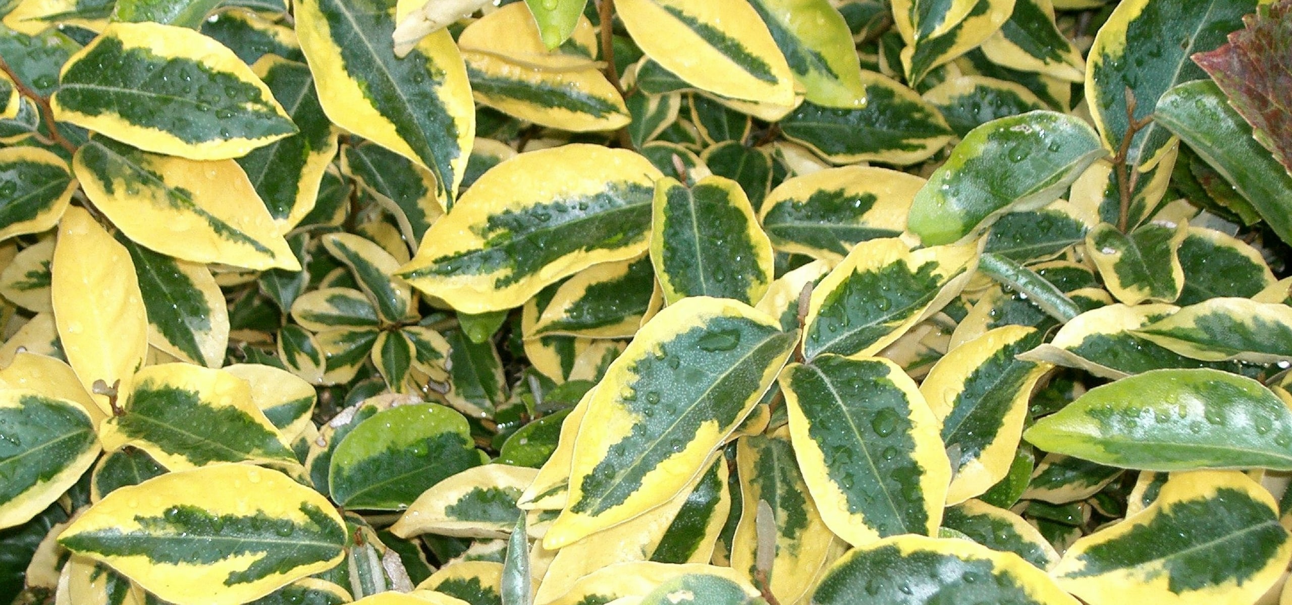 Mon Eleagnus (chalef) perd ses feuilles