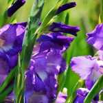 Comment hiverner et diviser ses glaïeuls ?