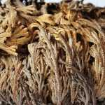 Planter et cultiver la rose de Jéricho