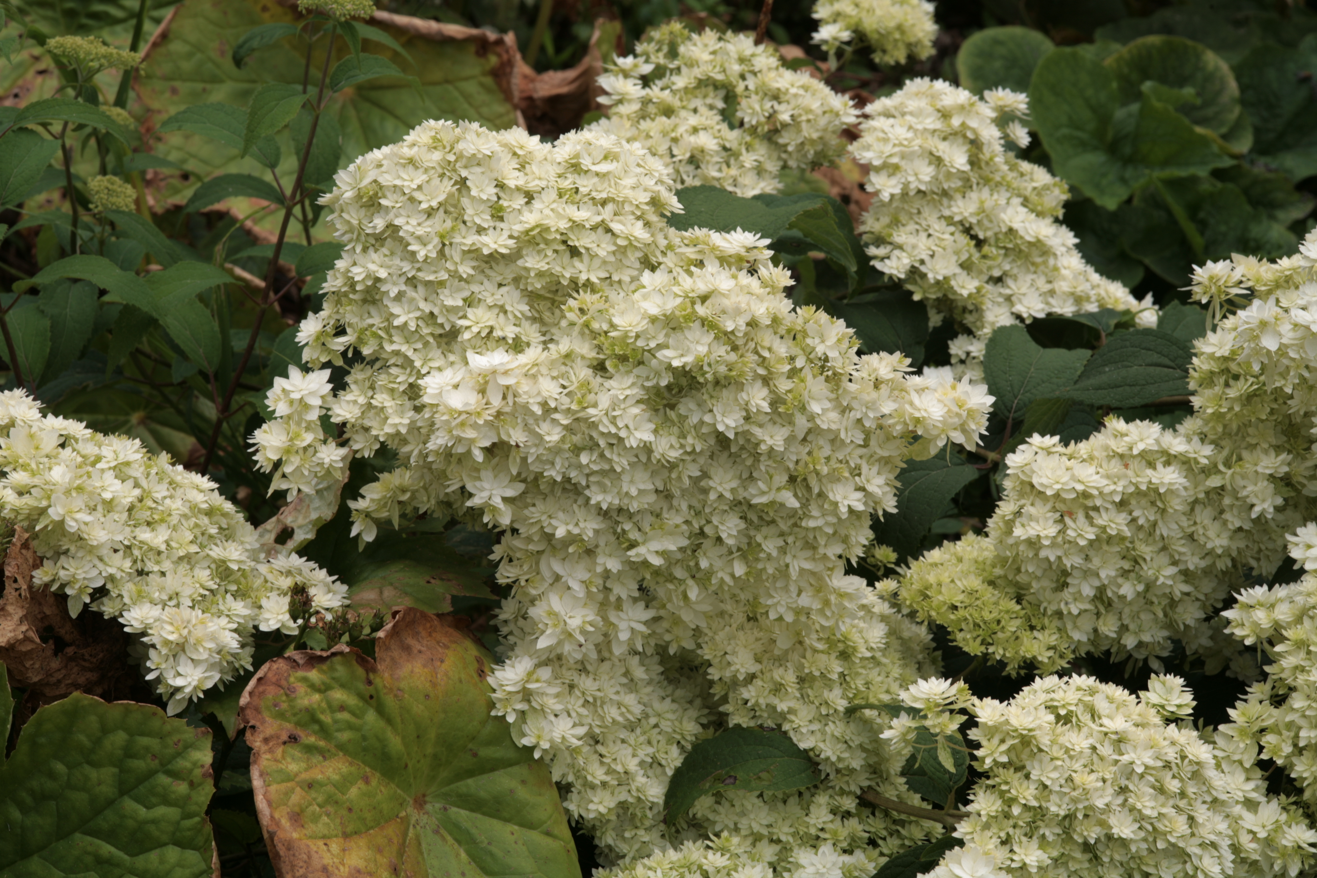 Hortensia arborescens, à l'épreuve de la chaleur!