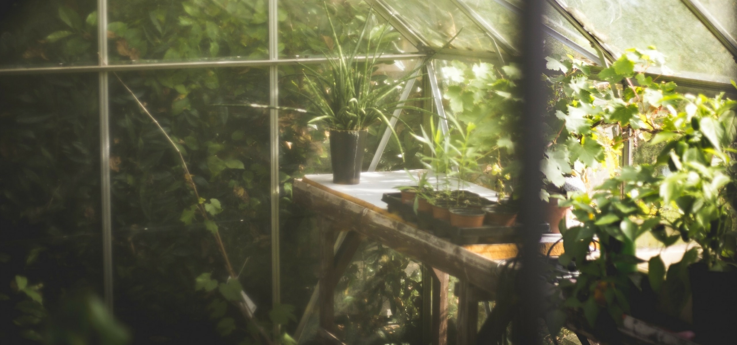 Minimottes potagères : comment bien les planter pour un potager productif ?