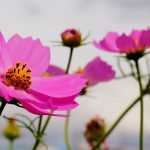 Comment semer des graines d'annuelles : en pleine terre ou en caissette ?