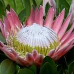 Planter et cultiver des plantes australes