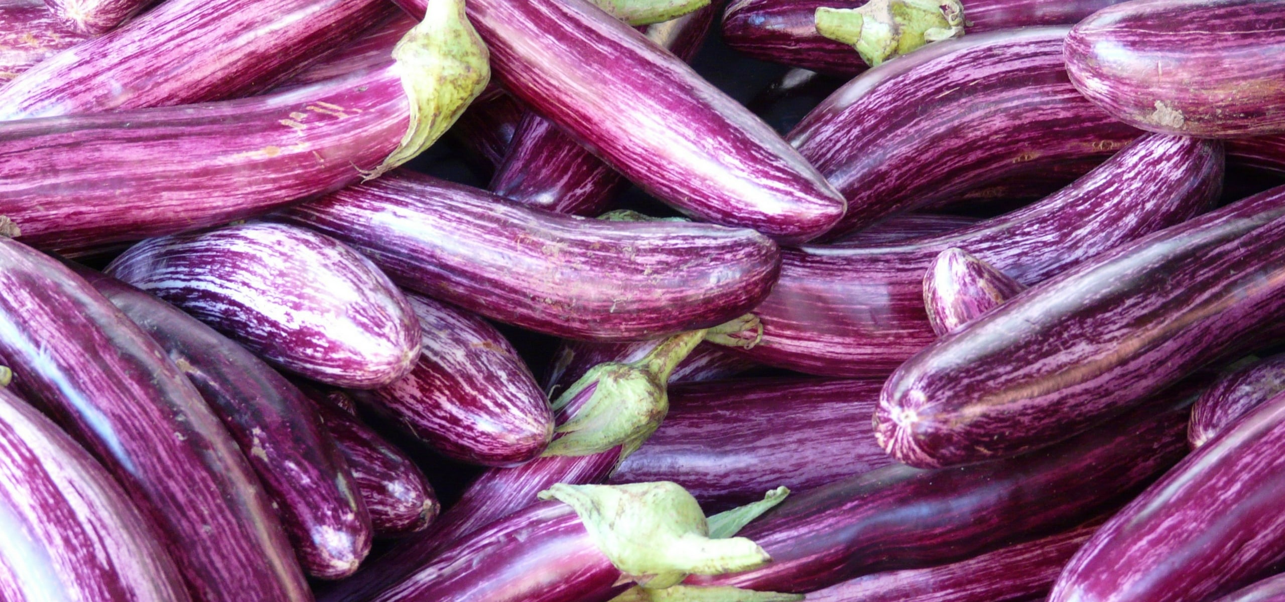 Réussir la culture des aubergines