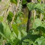 Tuteurer les variétés de légumes à rames