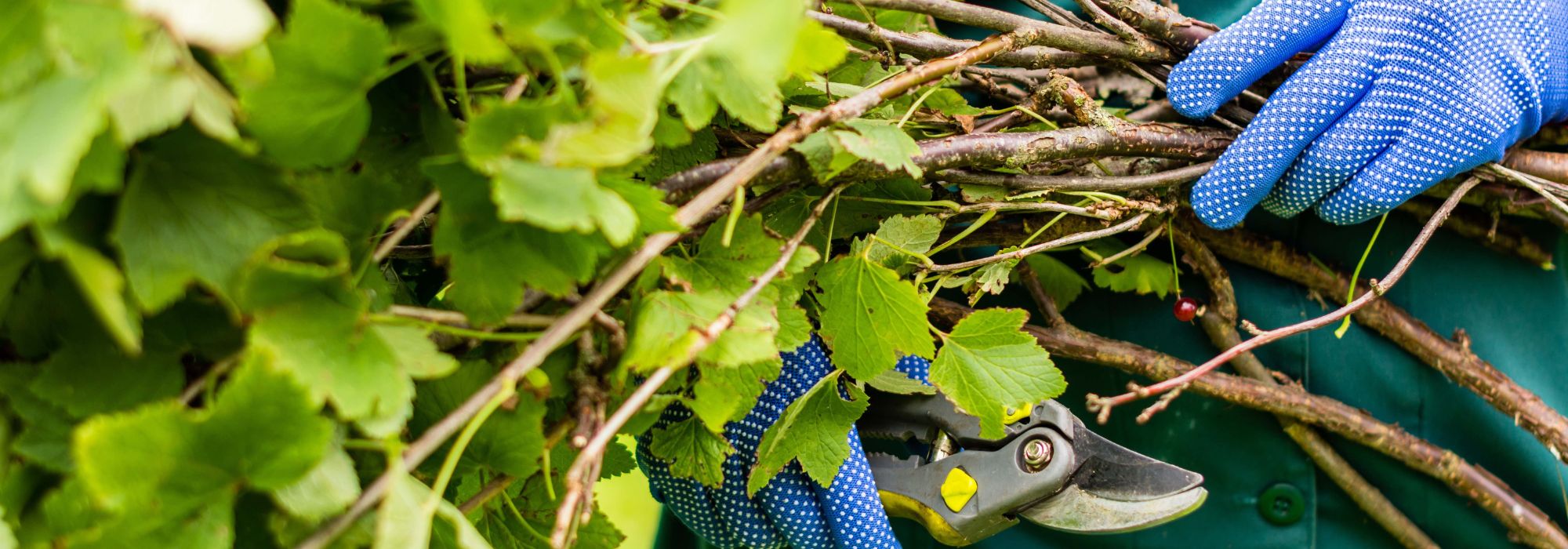 Taille des cassissiers : quand et comment bien la réussir