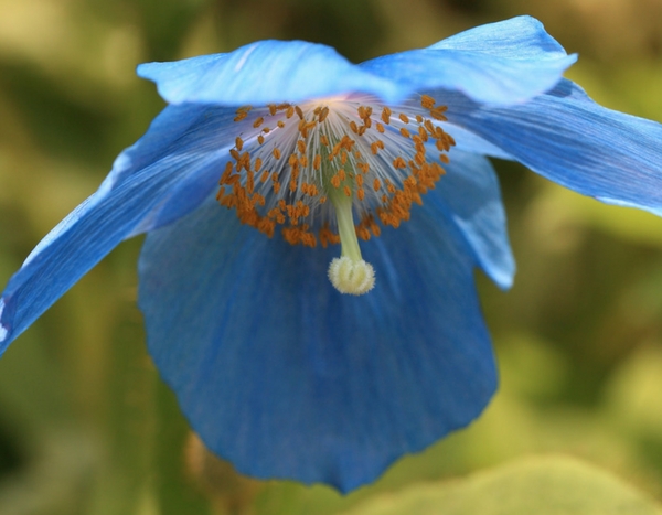 Comment réussir le pavot bleu de l'Himalaya ?