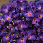 Guide pratique pour bouturer l'arbre à papillons