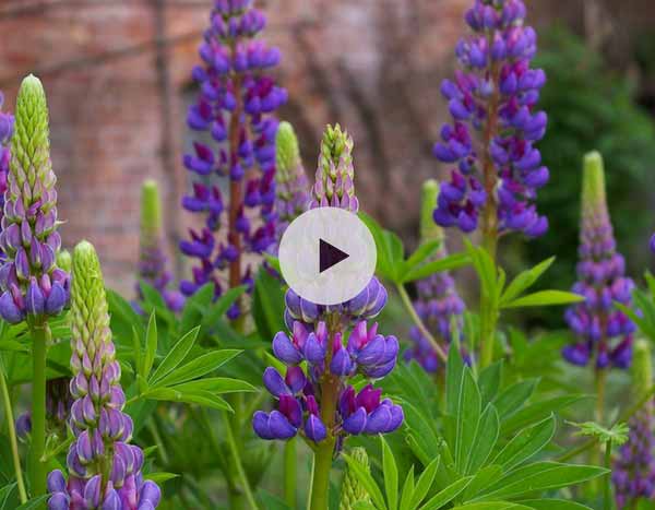 Comment bouturer les Lupins ?