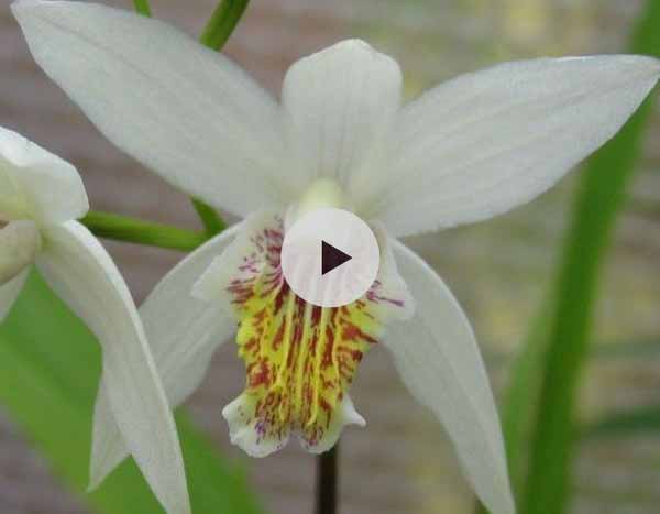 Planter des Orchidée rustiques : les Bletillas