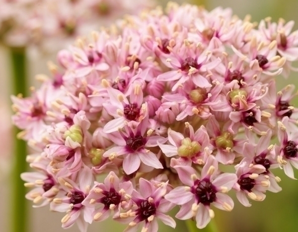 Nos plantes préférées de l'année 2017