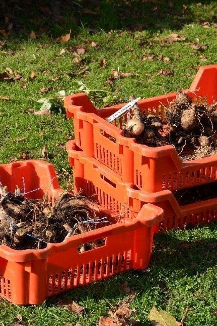 Un dimanche d'automne au jardin