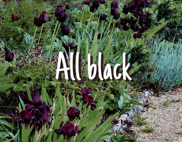 All Black