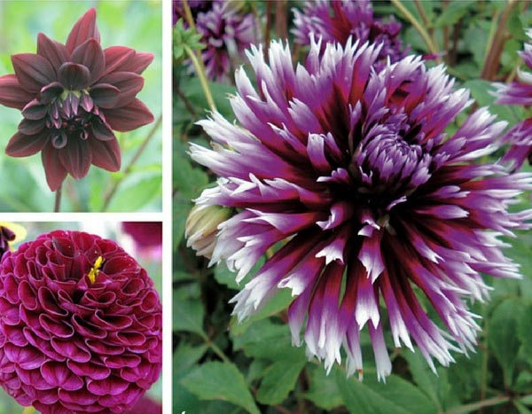 Les Dahlias sont de retour : la preuve en 3 ambiances