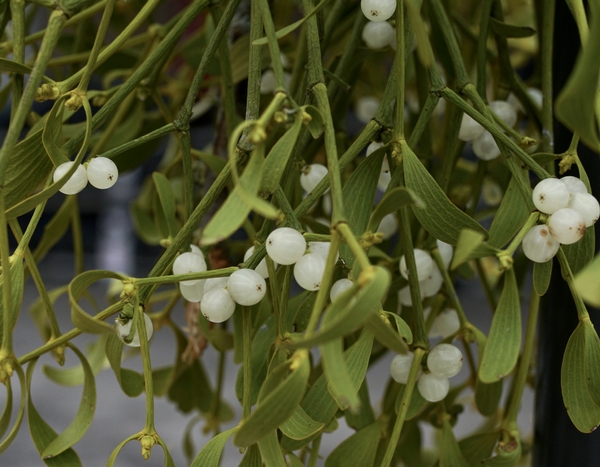 Le Gui, une bien jolie plante parasite qui porte bonheur !