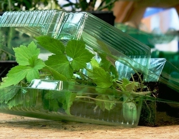 Jardinerie en ligne : faut-il acheter des plantes sur internet ?