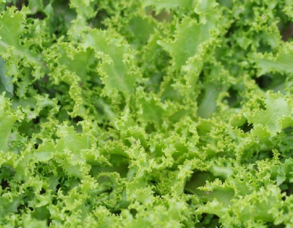 Les salades à couper : de nombreux avantages