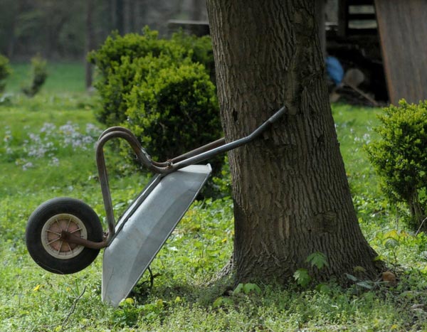 Potager : 7 légumes faciles, à semer en début d'été