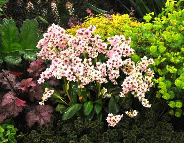 Plantes d'ombre : 5 nouvelles vivaces, faciles à cultiver