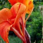 Le canna : planter, cultiver et entretenir