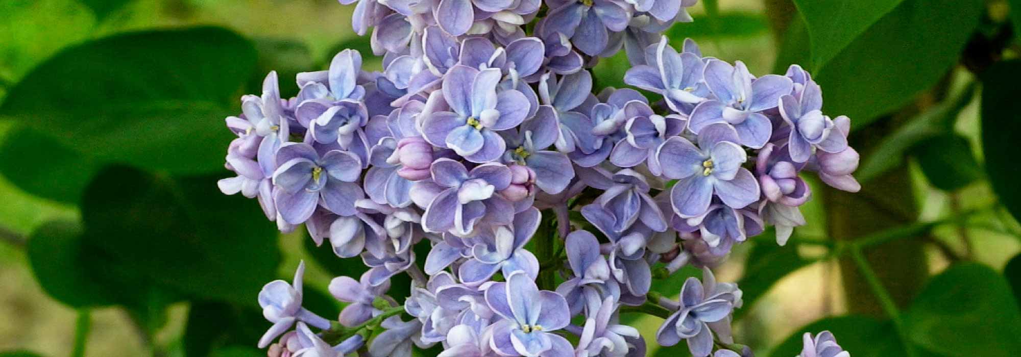 Lilas, Syringa : planter, tailler, entretenir