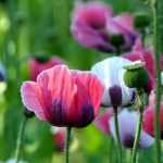 Coquelicots et pavots annuels : semer, cultiver et entretenir