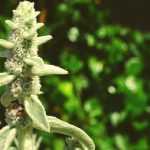 Oreille d'ours, Stachys : plantation, culture et entretien