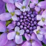 Ibéris, Corbeille d'Argent : plantation, semis et entretien