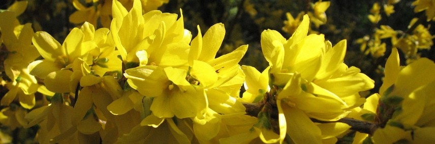 Forsythia, haie
