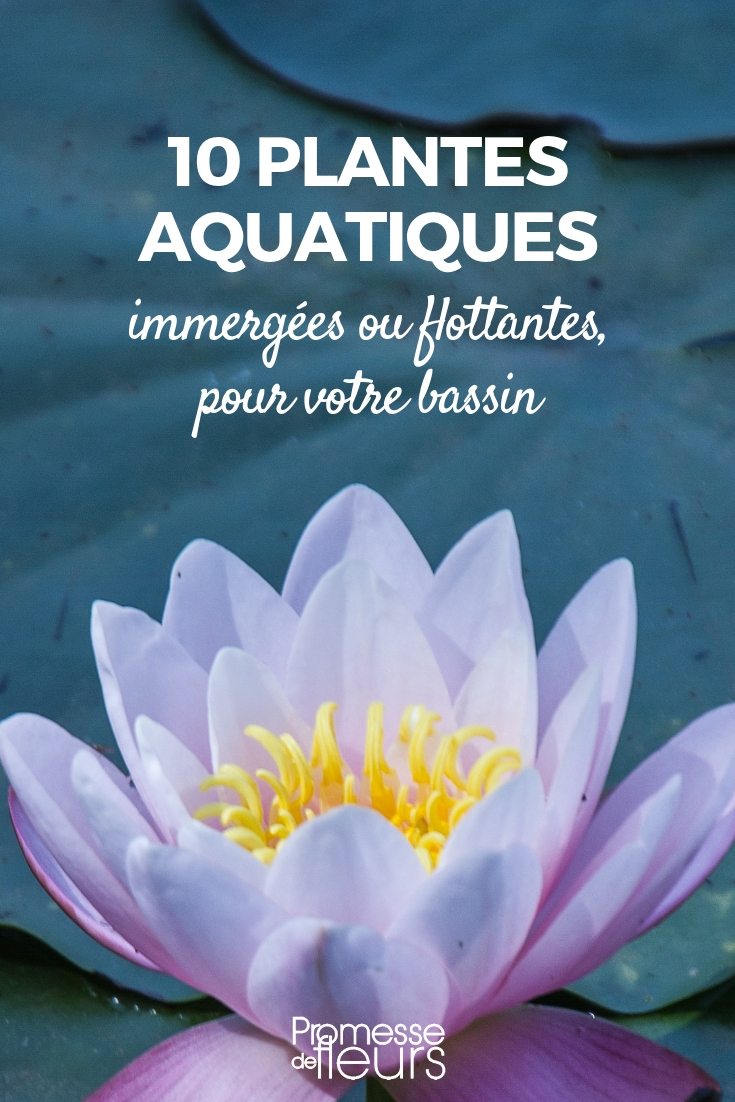 Plantes pour bassin : 10 plantes aquatiques flottantes