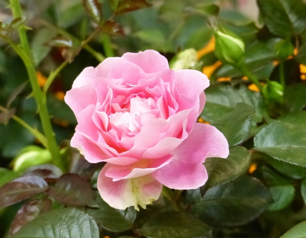 Le rosier Borneo Odore : une nouvelle variété, remontante et très parfumée